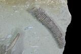 Awesome, Crawforsville Crinoid Plate #87985-2